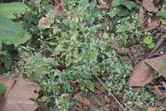 Hemigraphis latebrosa